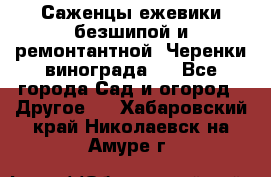 Саженцы ежевики безшипой и ремонтантной. Черенки винограда . - Все города Сад и огород » Другое   . Хабаровский край,Николаевск-на-Амуре г.